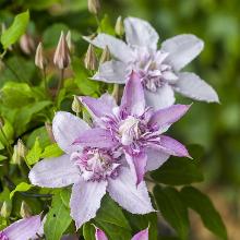 Нажмите чтобы увеличить изображение