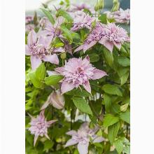 Нажмите чтобы увеличить изображение