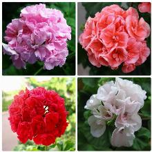 ПЕЛАРГОНИЯ ЗОНАЛЬНАЯ МАХРОВАЯ горшок-с10 флос