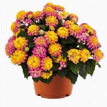 ЛАНТАНА   горшок-с3 флос