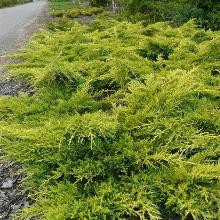 МОЖЖЕВЕЛЬНИК СРЕДНИЙ ПФИТЦЕРИАНА ГОЛД СТАР горшок-с1