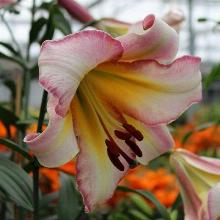 ЛИЛИЯ БЕЙДЖИНГ МУН  ТРУБЧАТАЯ горшок-с1