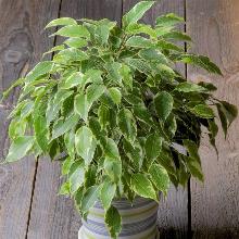 ФИКУС БЕНДЖАМИНА горшок-с3 флос