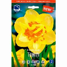 НАРЦИСС ТАИТИ 5шт-карточка lefeber