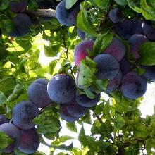 СЛИВА АНЖЕЛИНА пакет