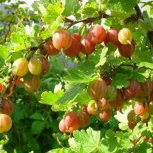 КРЫЖОВНИК КОНФЕТНЫЙ пакет