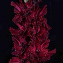 ГЛАДИОЛУС МУРСАЛИНА 3шт-пакет