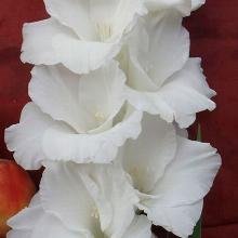 ГЛАДИОЛУС БЕЛЫЙ ОЛИМПУС 3шт-пакет