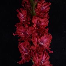 ГЛАДИОЛУС ВЫДВИЖЕНЕЦ 3шт-пакет