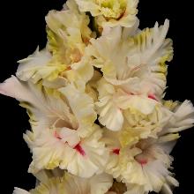 ГЛАДИОЛУС ДНЕМ С ОГНЕМ 3шт-пакет