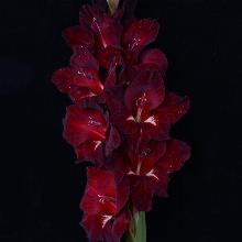 ГЛАДИОЛУС КОТ БЕГЕМОТ 3шт-пакет