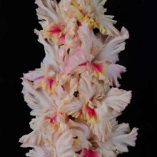 ГЛАДИОЛУС МАРТОВСКИЙ ЗАЯЦ 3шт-пакет