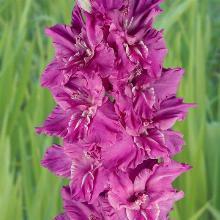 ГЛАДИОЛУС НЕОНОВОЕ СИЯНИЕ 3шт-пакет