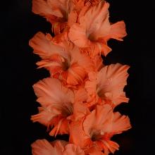 ГЛАДИОЛУС ОРАНЖЕВАЯ ЧУМА 3шт-пакет