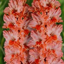 ГЛАДИОЛУС СВИРИСТЕЛЬ 3шт-пакет