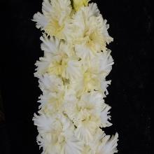 ГЛАДИОЛУС ФИГУРНОЕ КАТАНИЕ 3шт-пакет