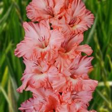 ГЛАДИОЛУС ЭНЕРДЖАЙЗЕР 3шт-пакет