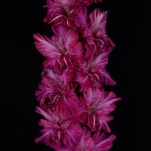 ГЛАДИОЛУС ЭННИО МОРРИКОНЕ 3шт-пакет