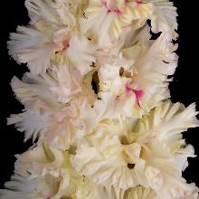 ГЛАДИОЛУС Я С ТОБОЙ 3шт-пакет