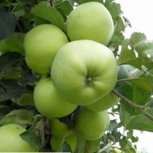 ЯБЛОНЯ АНТОНОВКА РЕПЧАТАЯ пакет