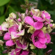 ФЛОКС АУРЕОЛЕ горшок-с1