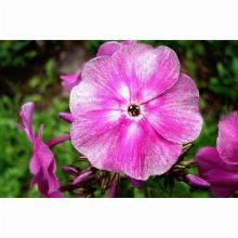 Нажмите чтобы увеличить изображение