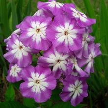 Нажмите чтобы увеличить изображение