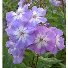 Нажмите чтобы увеличить изображение