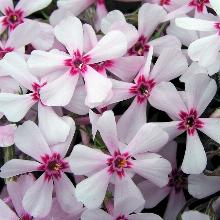 ФЛОКС ШИЛОВИДНЫЙ ЭПЛ БЛОССОМ горшок-с1