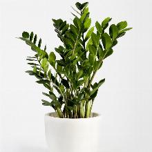 ЗАМИОКУЛЬКАС   горшок-с1 флос