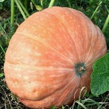 РАССАДА ТЫКВА МАСЛЯНЫЙ КОРОЛЬ кассета-6шт