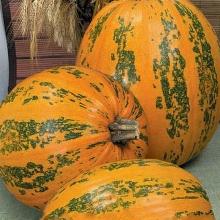 РАССАДА ТЫКВА ВИТАМИННАЯ кассета-6шт