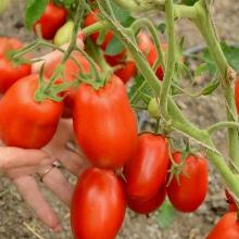 РАССАДА ТОМАТ МАРИАНА кассета-6шт