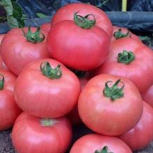 РАССАДА ТОМАТ ТИТАН РОЗОВЫЙ кассета-6шт