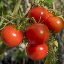 РАССАДА ТОМАТ ПОЛБИГ кассета-6шт