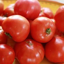 РАССАДА ТОМАТ СУМОИСТ кассета-6шт