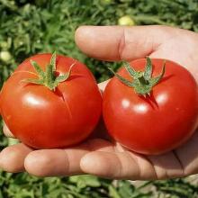 РАССАДА ТОМАТ ТОПСПОРТ кассета-6шт