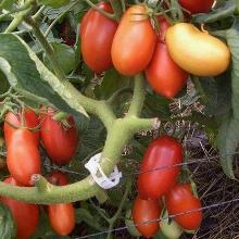 РАССАДА ТОМАТ ТОРКВЕЙ кассета-6шт