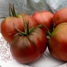 РАССАДА ТОМАТ ЧЕРНОМОР кассета-6шт