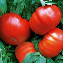 РАССАДА ТОМАТ КРАСНЫЙ ГИГАНТ кассета-6шт
