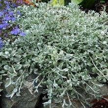 ГЕЛИХРИЗУМ СЕРЕБРИСТЫЙ горшок-с3 флос