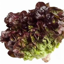 РАССАДА САЛАТ АМЕРИКАНСКИЙ КОРИЧНЕВЫЙ кассета-6шт