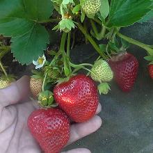 РАССАДА КЛУБНИКА РЕМОНТАНТНАЯ ФУРОР горшок-с1