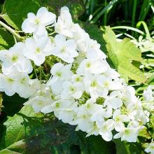 Нажмите чтобы увеличить изображение