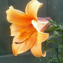 ЛИЛИЯ АФРИКАН КУИН ТРУБЧАТАЯ горшок-с1