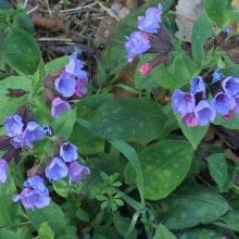 МЕДУНИЦА СМОКИ БЛУ горшок-с1