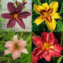 ЛИЛЕЙНИК СМЕСЬ СОРТОВ 3шт-пакет