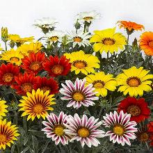 РАССАДА ГАЦАНИЯ СМЕСЬ кассета-4шт