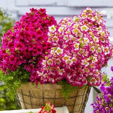 СХИЗАНТУС   горшок-с3 флос