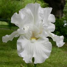 ИРИС БОРОДАТЫЙ ФРОСТИ ЭЛЕГАНС пакет